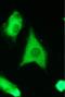 14-3-3 protein zeta/delta antibody, A01141-1, Boster Biological Technology, Immunofluorescence image 