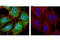 Protein lin-28 homolog A antibody, 8641T, Cell Signaling Technology, Immunofluorescence image 