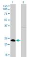 HAP3 antibody, H00004801-M01, Novus Biologicals, Western Blot image 