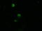 Zinc Finger And SCAN Domain Containing 18 antibody, LS-C799771, Lifespan Biosciences, Immunofluorescence image 