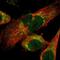 Lon Peptidase 1, Mitochondrial antibody, NBP2-76504, Novus Biologicals, Immunofluorescence image 