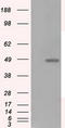 Lysyl Oxidase antibody, TA500865BM, Origene, Western Blot image 