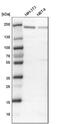 Polybromo 1 antibody, NBP1-90016, Novus Biologicals, Western Blot image 
