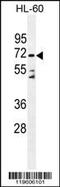 Dipeptidyl peptidase 3 antibody, 55-722, ProSci, Western Blot image 