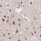SCH antibody, HPA003097, Atlas Antibodies, Immunohistochemistry frozen image 