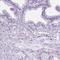 Zinc finger protein DPF3 antibody, HPA066790, Atlas Antibodies, Immunohistochemistry frozen image 