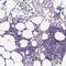 Killer Cell Lectin Like Receptor D1 antibody, NBP2-48815, Novus Biologicals, Immunohistochemistry paraffin image 