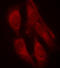 ShcA antibody, LS-C335920, Lifespan Biosciences, Immunofluorescence image 