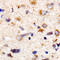 Protein Phosphatase 1 Regulatory Subunit 12A antibody, LS-C368470, Lifespan Biosciences, Immunohistochemistry frozen image 
