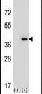 Myeloid leukemia factor 1 antibody, PA5-13675, Invitrogen Antibodies, Western Blot image 