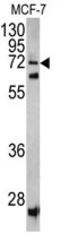 Sec1 Family Domain Containing 1 antibody, AP17731PU-N, Origene, Western Blot image 