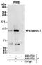 Exportin For TRNA antibody, A303-972A, Bethyl Labs, Immunoprecipitation image 