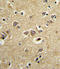 LDL Receptor Related Protein Associated Protein 1 antibody, LS-C165869, Lifespan Biosciences, Immunohistochemistry frozen image 