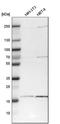 Zinc finger HIT domain-containing protein 1 antibody, HPA019043, Atlas Antibodies, Western Blot image 