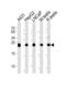 TPIS antibody, LS-C160138, Lifespan Biosciences, Western Blot image 