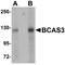 BCAS3 Microtubule Associated Cell Migration Factor antibody, orb89860, Biorbyt, Immunofluorescence image 