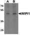 WD repeat domain phosphoinositide-interacting protein 1 antibody, TA319950, Origene, Western Blot image 