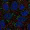 Diacylglycerol kinase alpha antibody, NBP2-55682, Novus Biologicals, Immunofluorescence image 