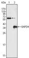 RAK antibody, NBP1-47458, Novus Biologicals, Western Blot image 