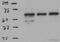 5 -AMP-activated protein kinase catalytic subunit alpha-2 antibody, ab3760, Abcam, Western Blot image 