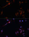Lipoprotein lipase antibody, 16-512, ProSci, Immunofluorescence image 