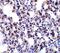 B Cell Receptor Associated Protein 31 antibody, GTX31726, GeneTex, Immunohistochemistry paraffin image 