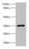 Ribosomal Protein L5 antibody, CSB-PA02495A0Rb, Cusabio, Western Blot image 