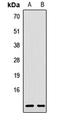 Ribosomal Protein L38 antibody, orb411901, Biorbyt, Western Blot image 