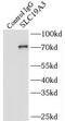 Solute Carrier Family 19 Member 3 antibody, FNab07915, FineTest, Immunoprecipitation image 