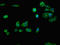 Regucalcin antibody, LS-C672692, Lifespan Biosciences, Immunofluorescence image 