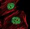 Histone H3 antibody, MA5-14867, Invitrogen Antibodies, Immunofluorescence image 