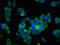Potassium channel subfamily K member 9 antibody, LS-C680703, Lifespan Biosciences, Immunofluorescence image 