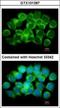 Adenosylhomocysteinase antibody, GTX101387, GeneTex, Immunocytochemistry image 