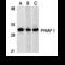 Acidic Nuclear Phosphoprotein 32 Family Member A antibody, MBS150933, MyBioSource, Western Blot image 