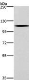 Caspase recruitment domain-containing protein 14 antibody, PA5-50370, Invitrogen Antibodies, Western Blot image 