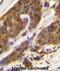 Complement factor D antibody, abx026595, Abbexa, Immunohistochemistry frozen image 