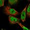 Histone Deacetylase 3 antibody, HPA052052, Atlas Antibodies, Immunocytochemistry image 