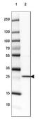 PRELI Domain Containing 3B antibody, NBP2-33497, Novus Biologicals, Western Blot image 
