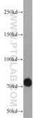 NACHT And WD Repeat Domain Containing 1 antibody, 25025-1-AP, Proteintech Group, Western Blot image 
