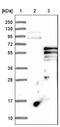 Phosphatidylinositol 4-Kinase Type 2 Beta antibody, NBP1-87908, Novus Biologicals, Western Blot image 