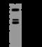 ATP Binding Cassette Subfamily F Member 2 antibody, 201436-T34, Sino Biological, Western Blot image 