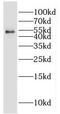 Cytochrome P450 Family 2 Subfamily S Member 1 antibody, FNab02162, FineTest, Western Blot image 