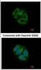 RUN And FYVE Domain Containing 1 antibody, NBP2-20242, Novus Biologicals, Immunofluorescence image 