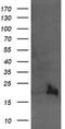 Ubiquitin-conjugating enzyme E2 G2 antibody, TA505258, Origene, Western Blot image 