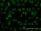 Interferon Regulatory Factor 2 antibody, H00003660-M02, Novus Biologicals, Immunocytochemistry image 