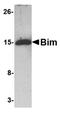 BCL2 Like 11 antibody, orb75871, Biorbyt, Western Blot image 