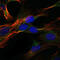 DLG Associated Protein 1 antibody, M08230, Boster Biological Technology, Immunofluorescence image 