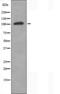 Kinesin Family Member 4A antibody, orb226455, Biorbyt, Western Blot image 