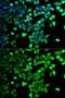 Flotillin 1 antibody, GTX54027, GeneTex, Immunofluorescence image 