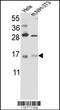 Putative RNA-binding protein 3 antibody, MBS9209376, MyBioSource, Western Blot image 